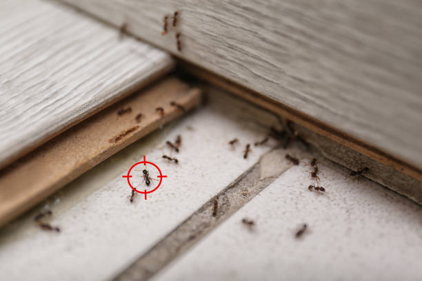 Best Residential Pest Control  in Albany, MN