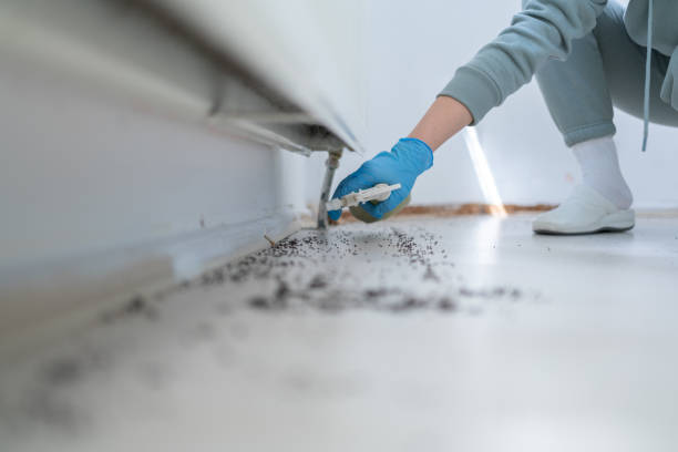 Best Local Pest Control Services  in Albany, MN